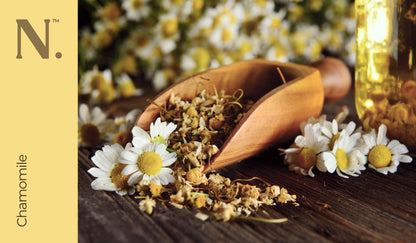 chamomile flowers scattered across wooden plank - Chamomile